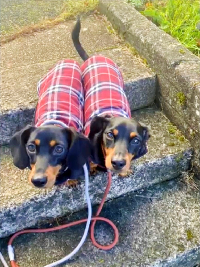 Dachshund Coat Reversible Plaid Red Sausage Dog Jacket