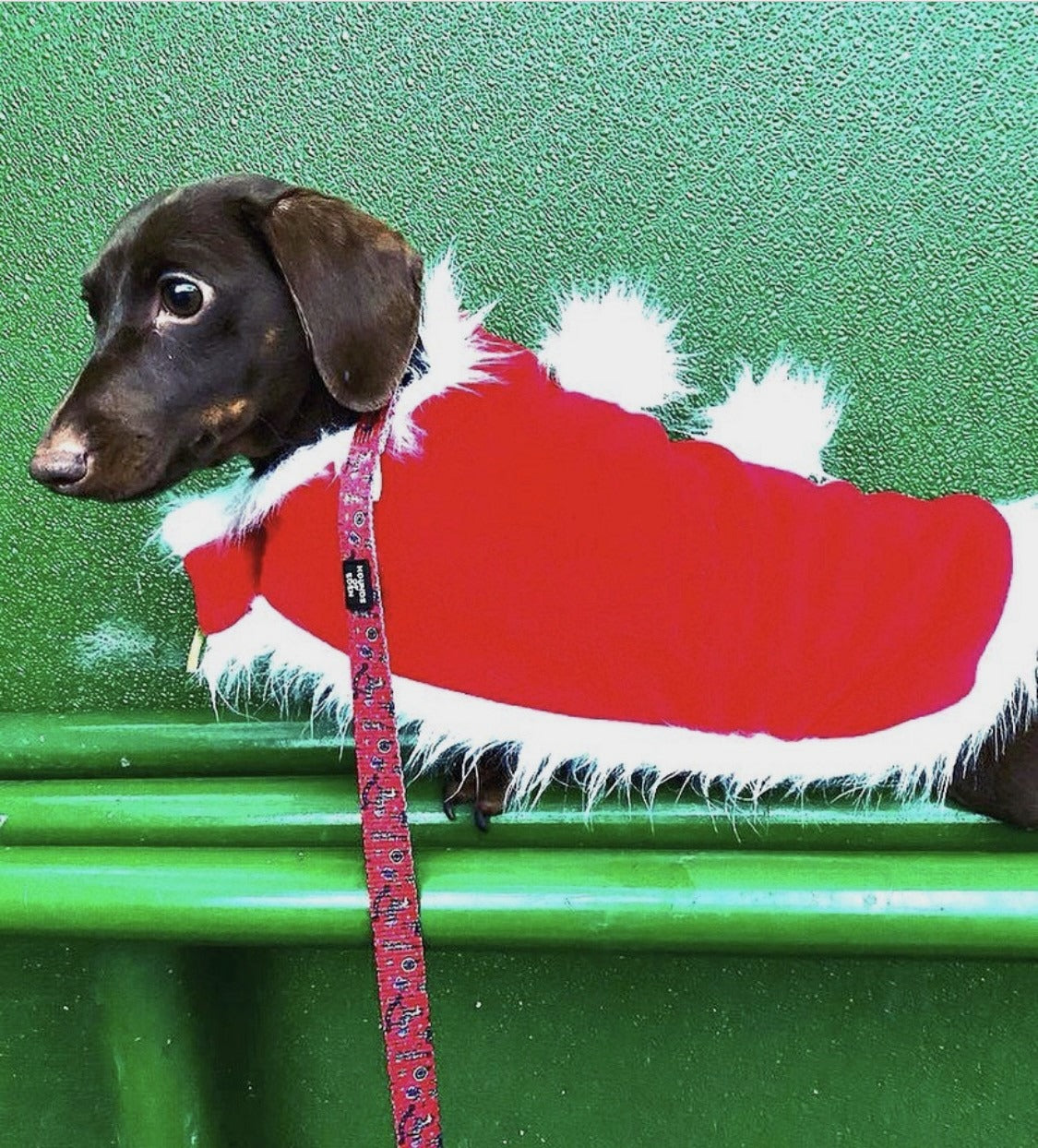 Sausage Dog Box Dachshund Christmas Santa Cape Outfit With Bells