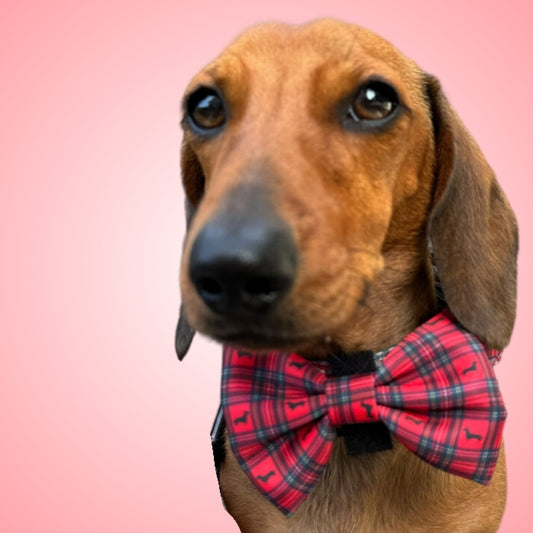 Tart’n Up Dachshund Bow Tie