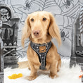 Load image into Gallery viewer, Twilight Doxie Sausage Dog Anti-Rub Harness
