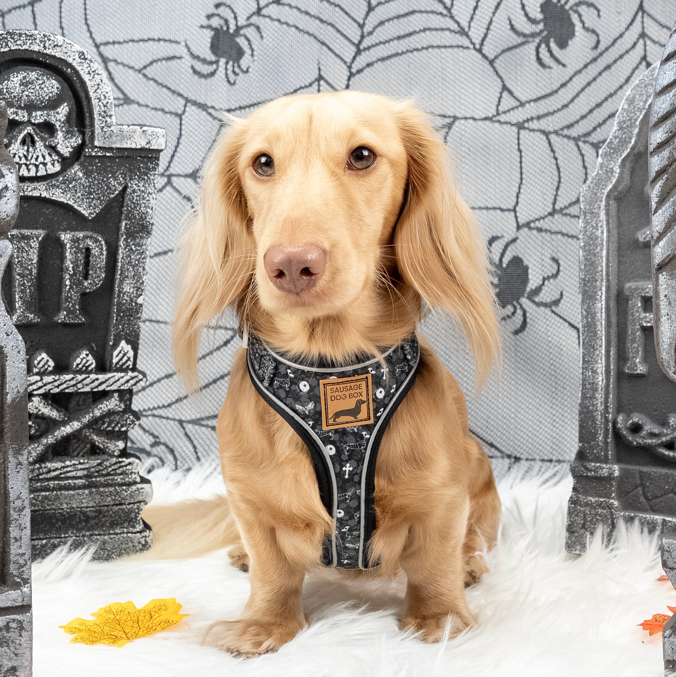 Twilight Doxie Sausage Dog Anti-Rub Harness