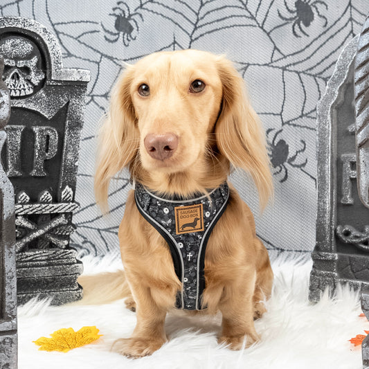 Twilight Doxie Sausage Dog Anti-Rub Harness