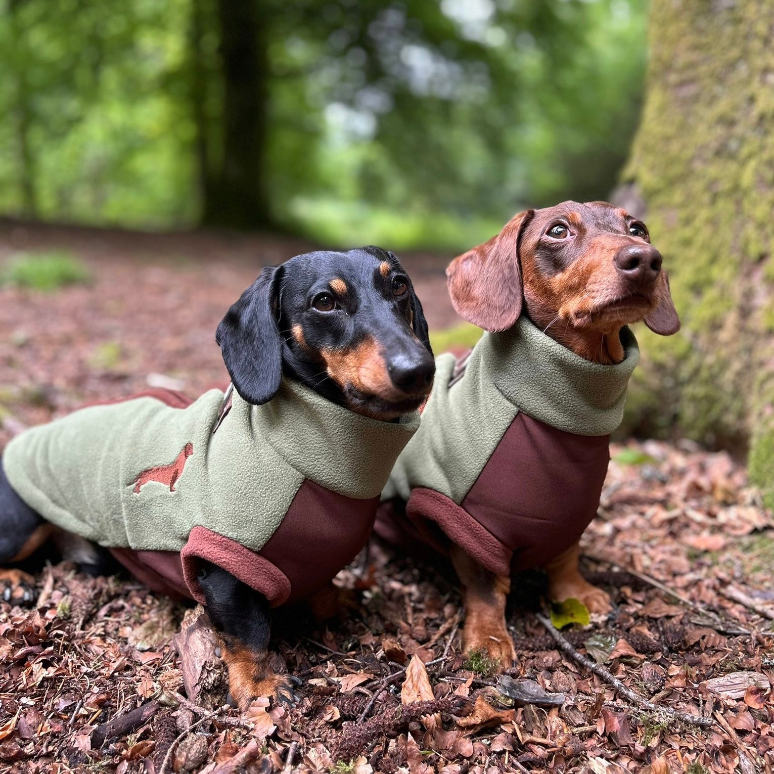 Pistachio Waterproof Dachshund Harness Fleece | DoxieDri by Sausage Dog Box