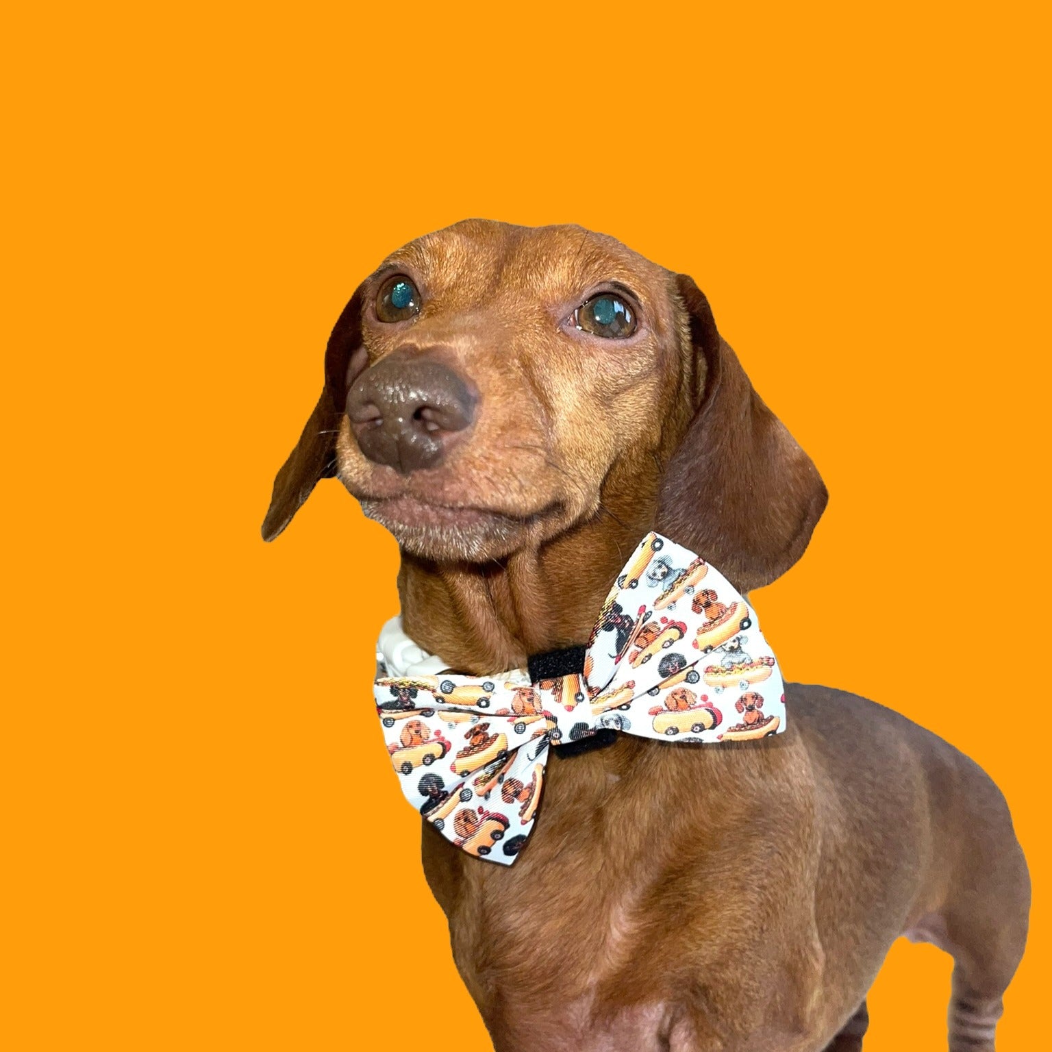 Bow Tie - Weiner On Wheels
