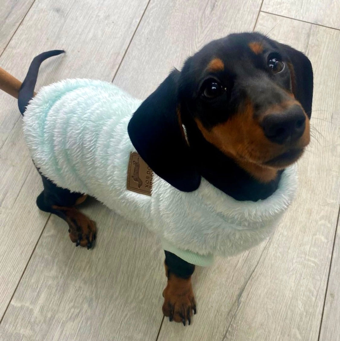XXS Tiny Puppy Snuggle Dachshund Fleece - 20cm / 8inch Back | Sausage Dog Box