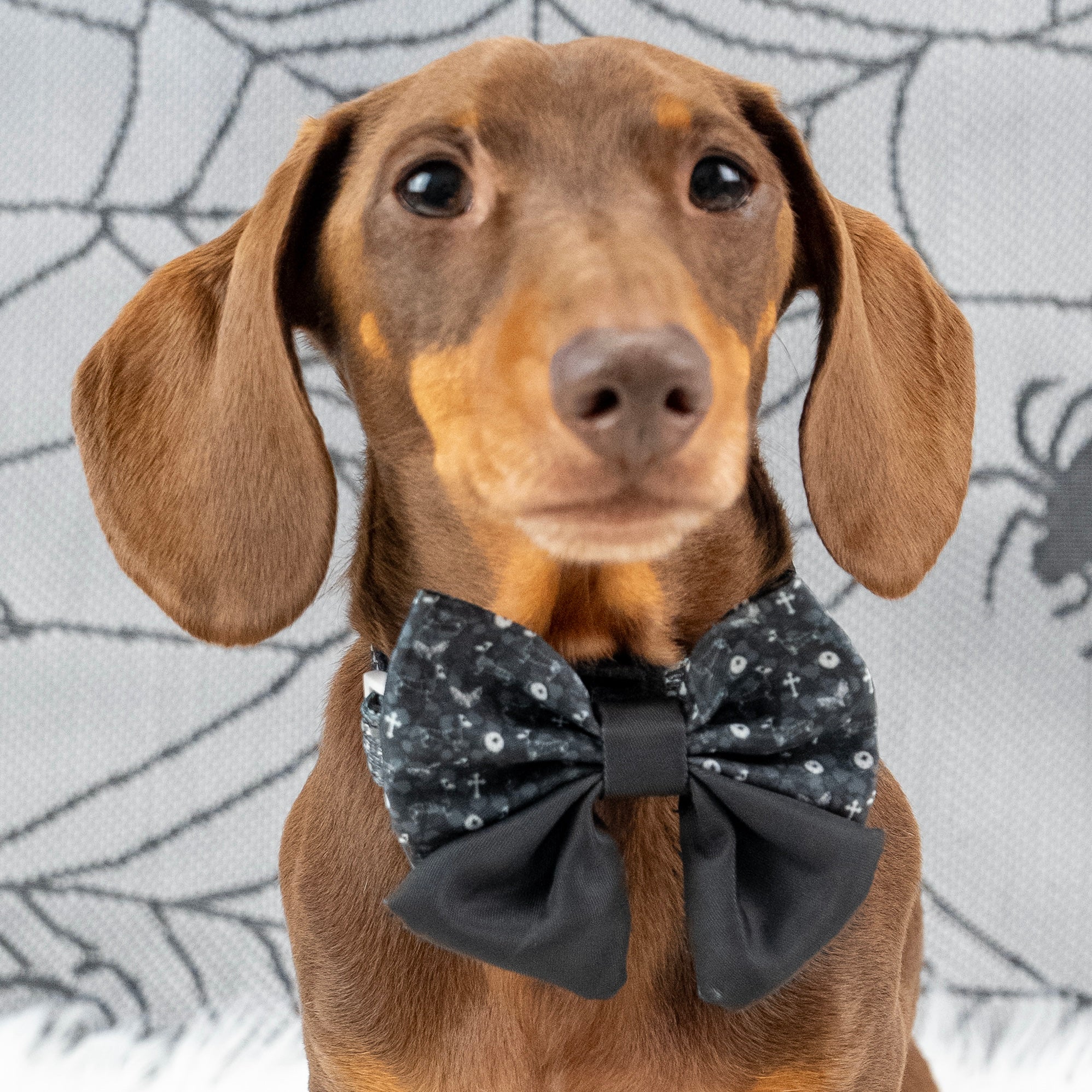 Black Twilight Doxie Sailor Bow for Dogs