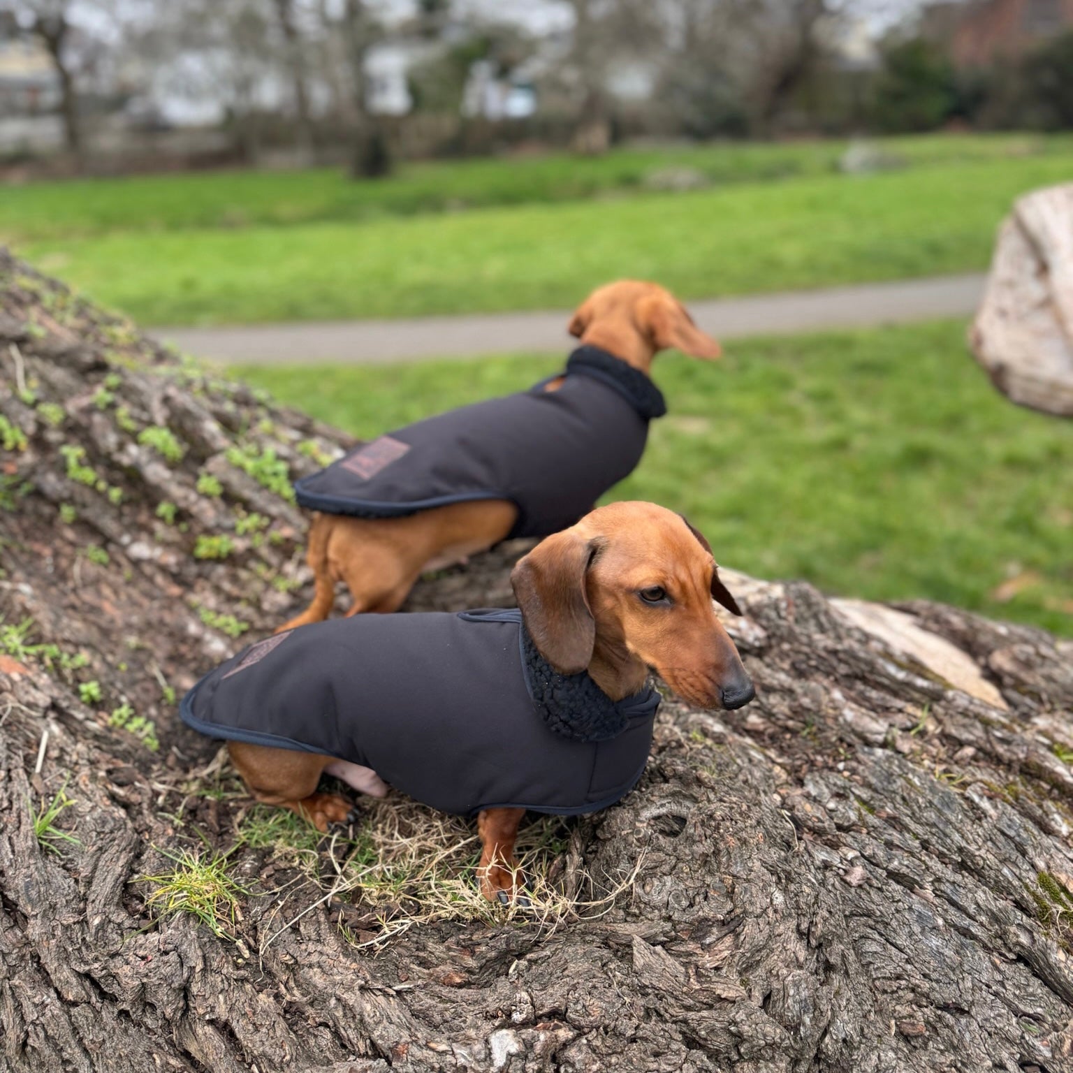 Black Cougar Sherpa Lined Dachshund Dog Coat / Parker Jacket For Sausage Dogs