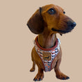 Load image into Gallery viewer, Beige Sophisticated Sausage Dachshund Anti-Rub Dog Harness
