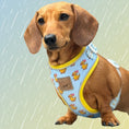Load image into Gallery viewer, Duck-Hound Anti-Rub Dachshund Harness
