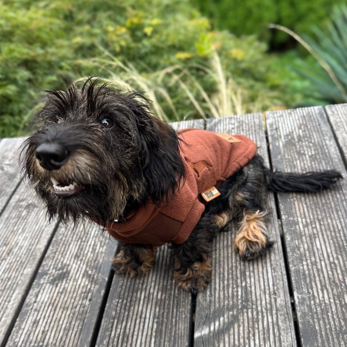 Chocolate Waterproof Dachshund Harness Fleece | DoxieDri by Sausage Dog Box