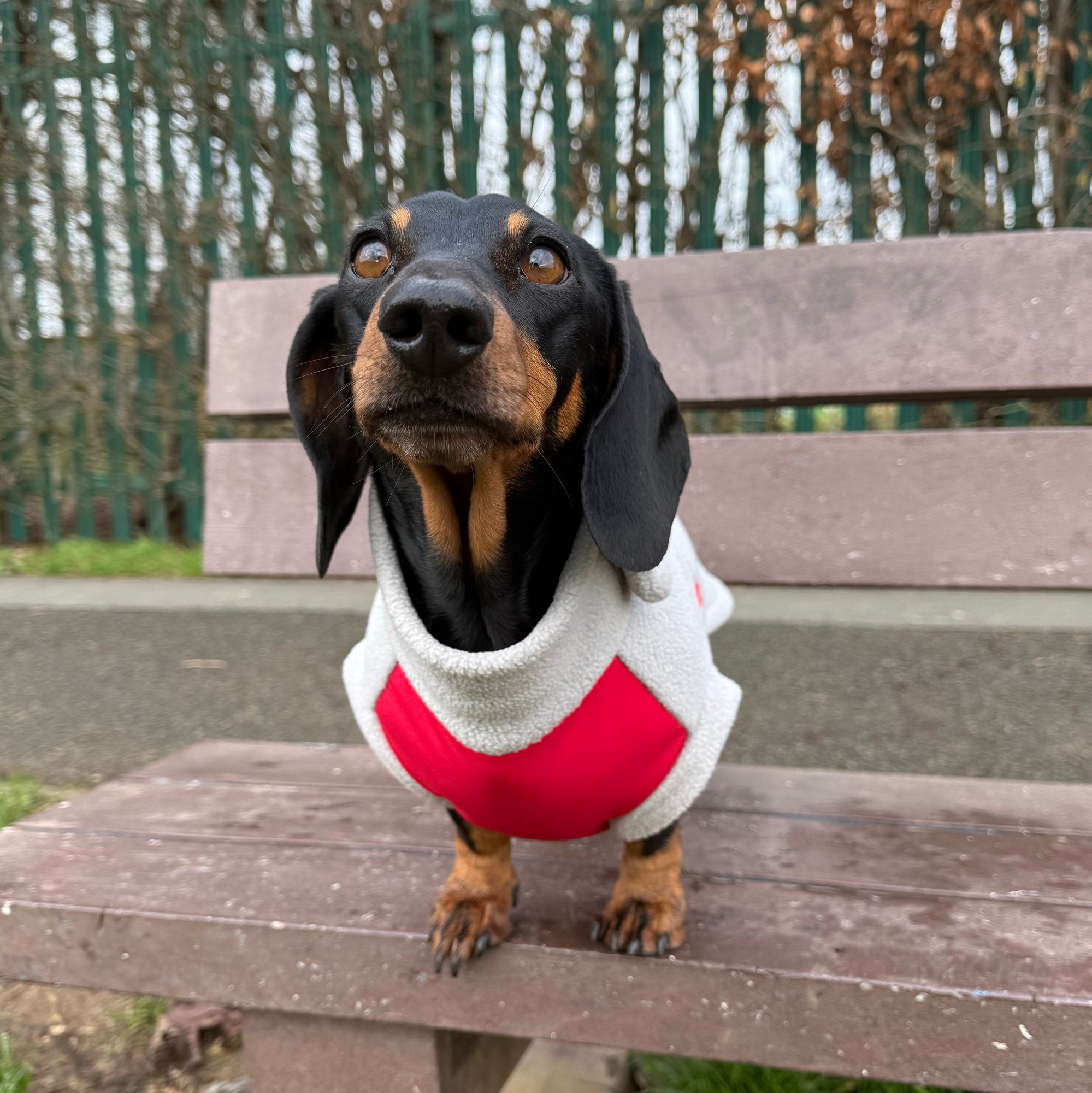 Cupids Kiss Waterproof Dachshund Harness Fleece | Sausage Dog Box DoxieDri