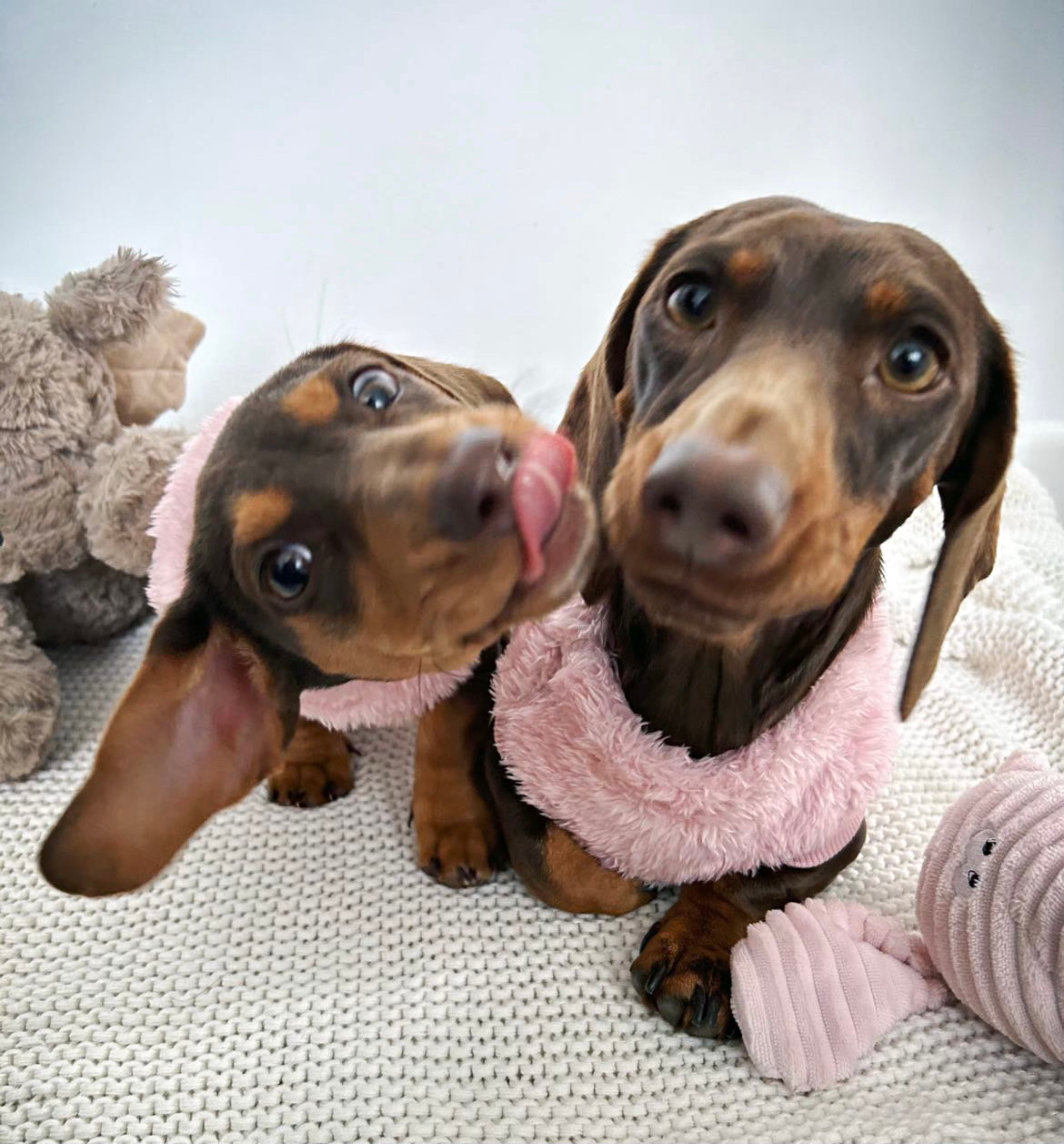 Dachshund Snuggle Fleece - Blush Pink