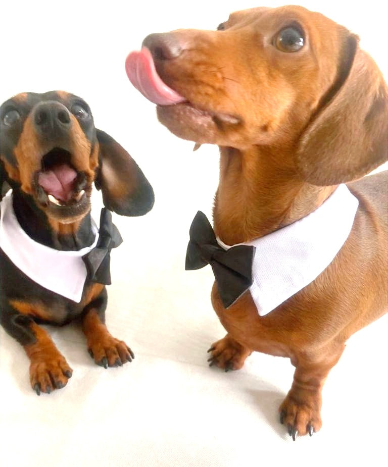 Sausage Dog Box Bow Tie Collar