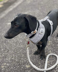 Load image into Gallery viewer, Reflective Flashing Dachshund Harness - Glow Getter
