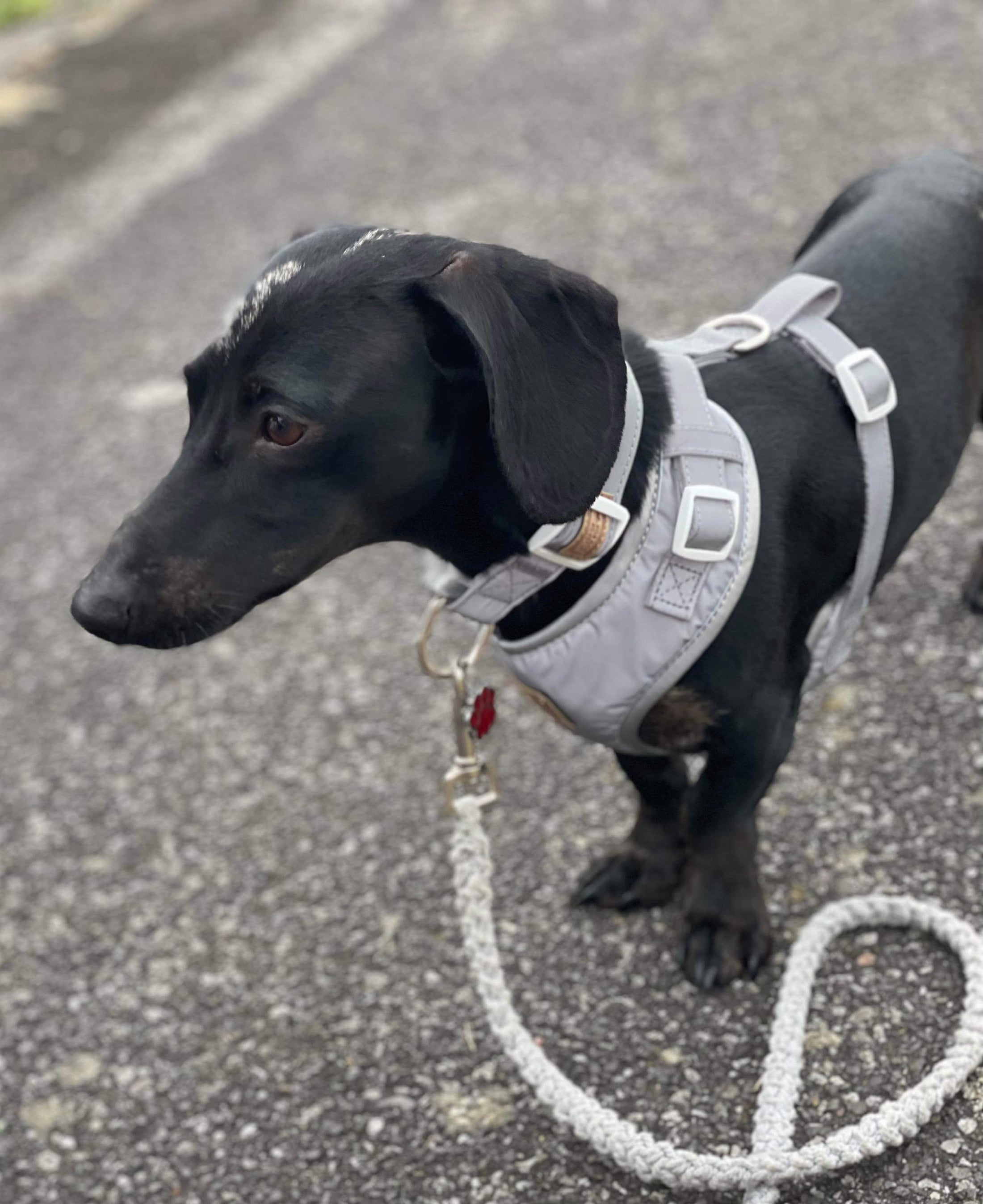 Reflective Flashing Dachshund Harness - Glow Getter