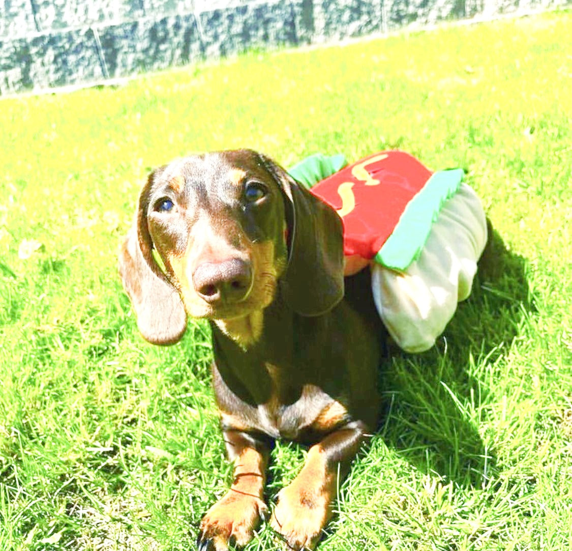 Sausage Dog Box Hot Dog Dress Up Outfit