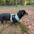 Load image into Gallery viewer, Sniffari Dachshund Anti-Rub Harness
