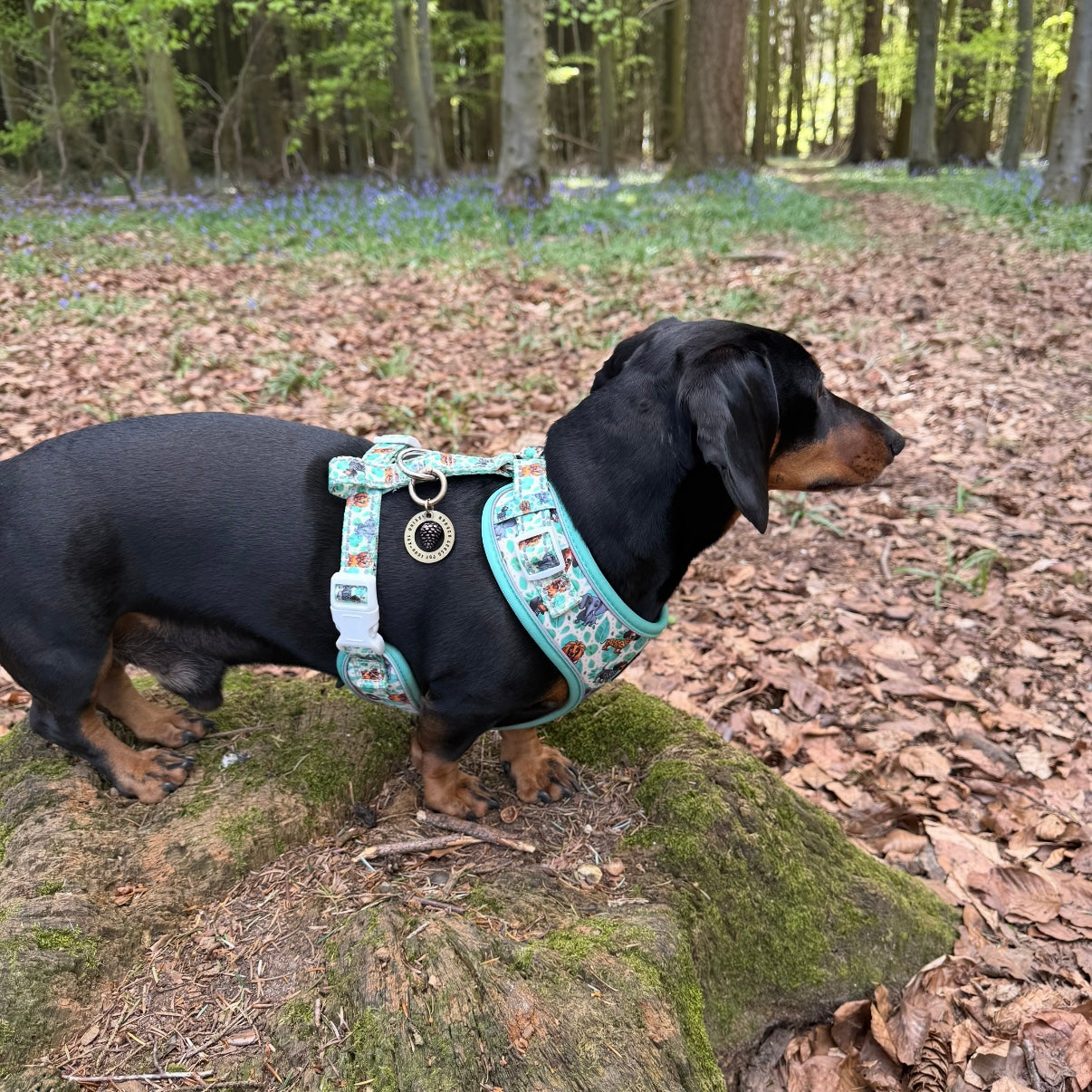 Sniffari Dachshund Anti-Rub Harness