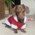 Load image into Gallery viewer, Sausage Dog Box Christmas Santa Outfit with Belt
