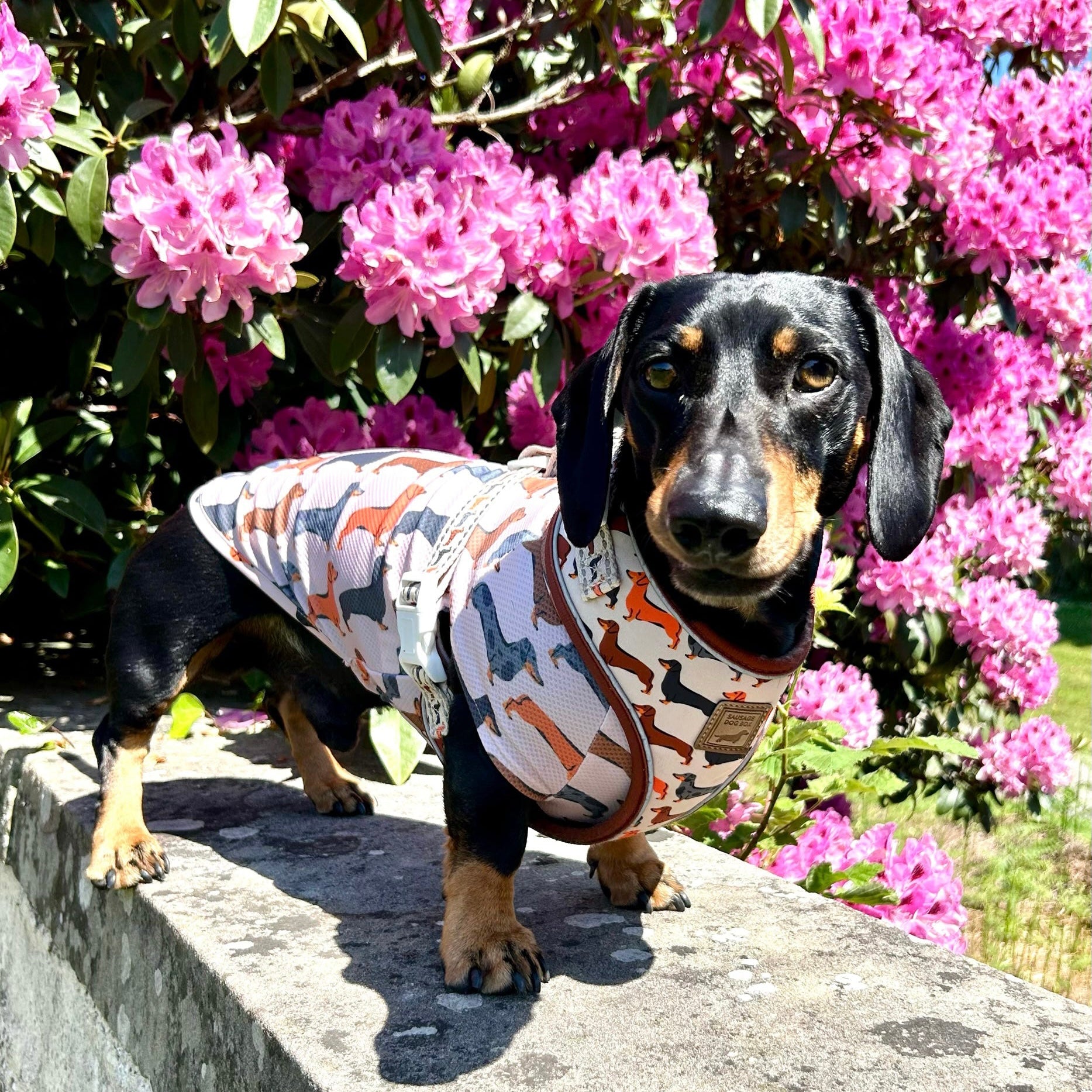 Beige Sausage Dog DoxieCool Dachshund Cooling Tee +30 Sun Protection Dog Vest
