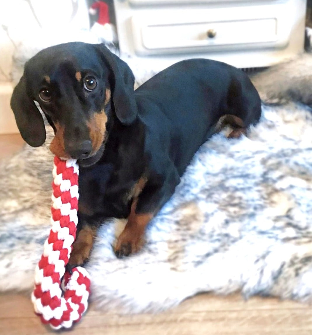 Sausage Dog Box Christmas Candy Cane Rope Toy