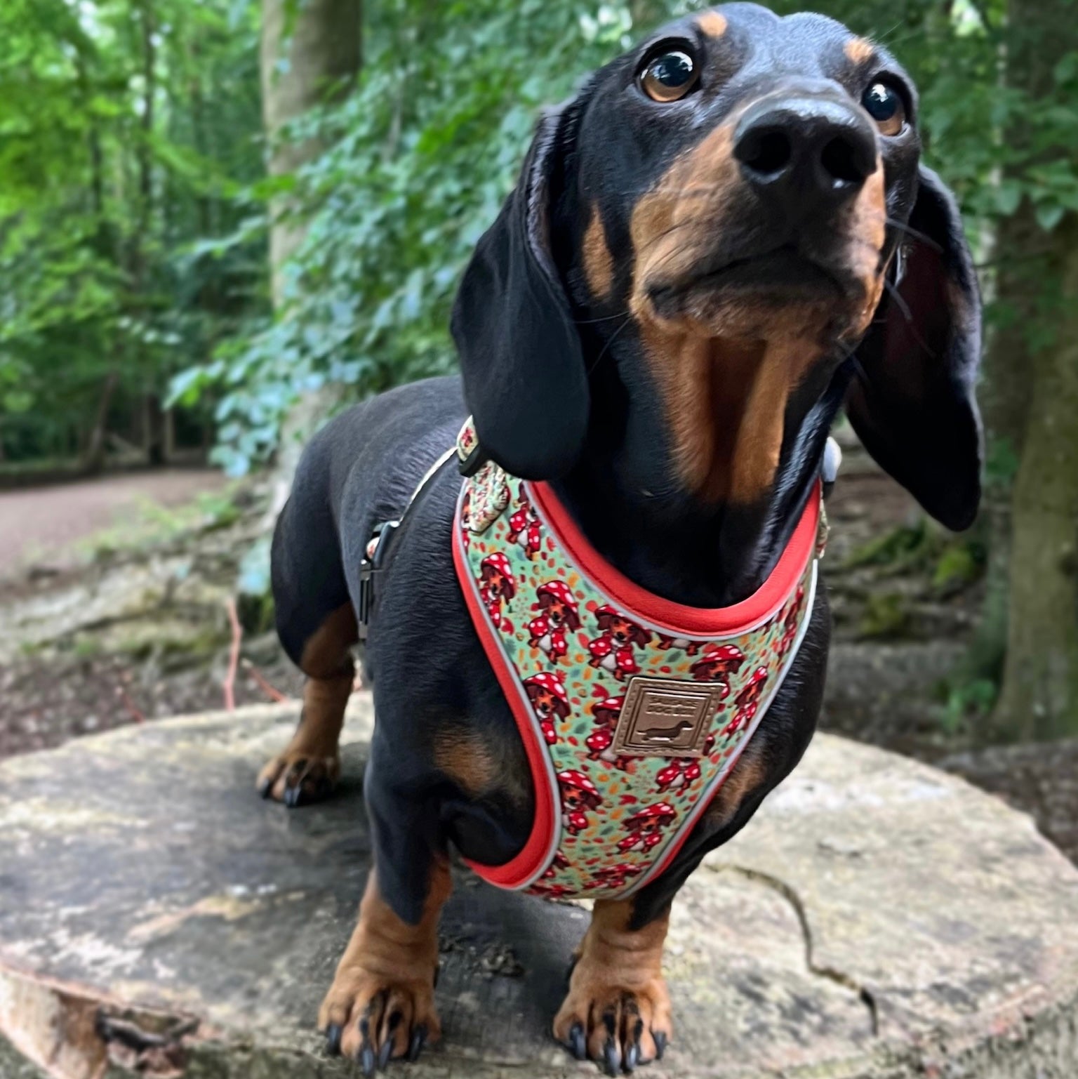 Shroom Dog Anti-Rub Sausage Dog Harness