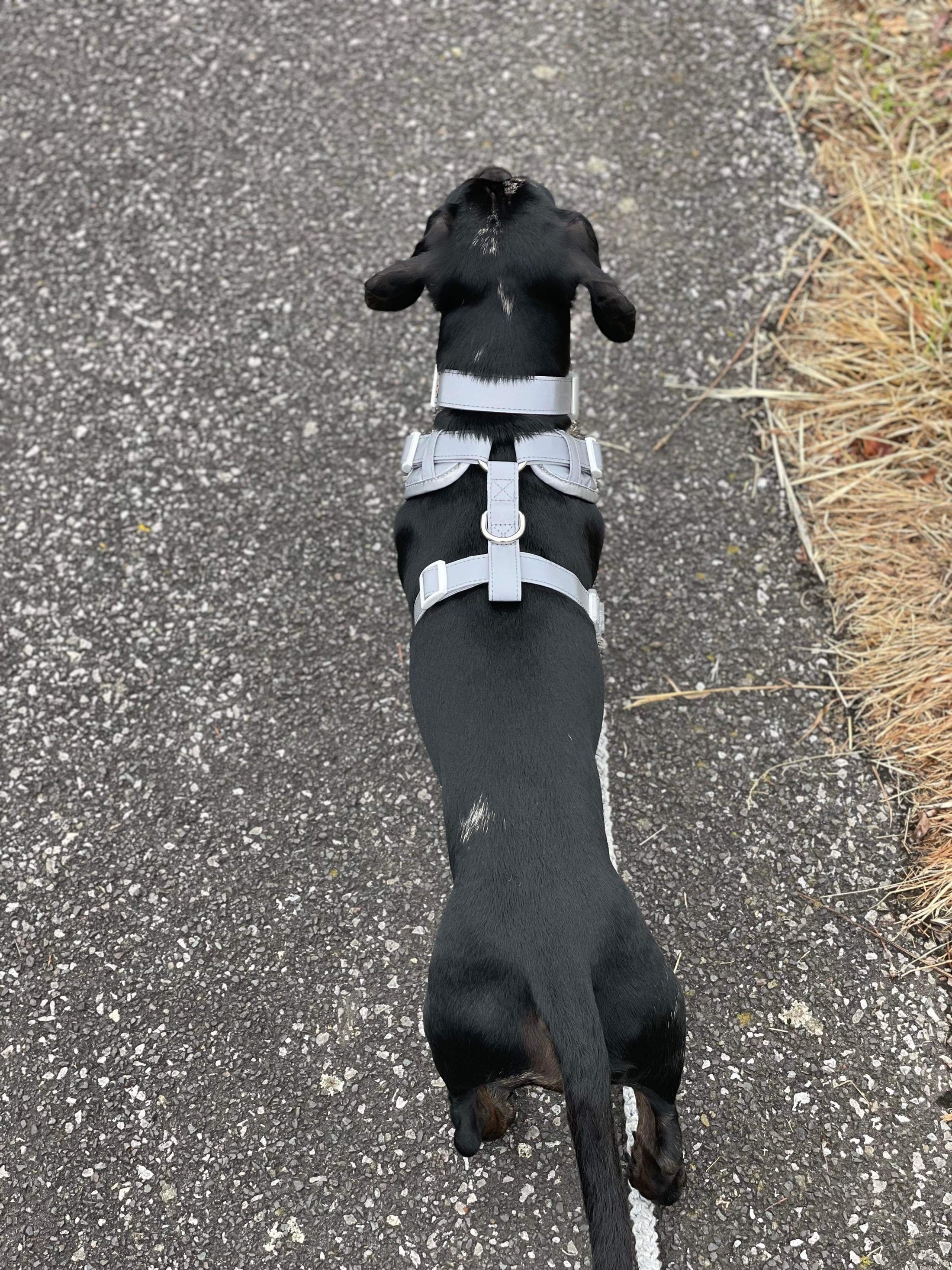 Reflective Flashing Dachshund Harness - Glow Getter