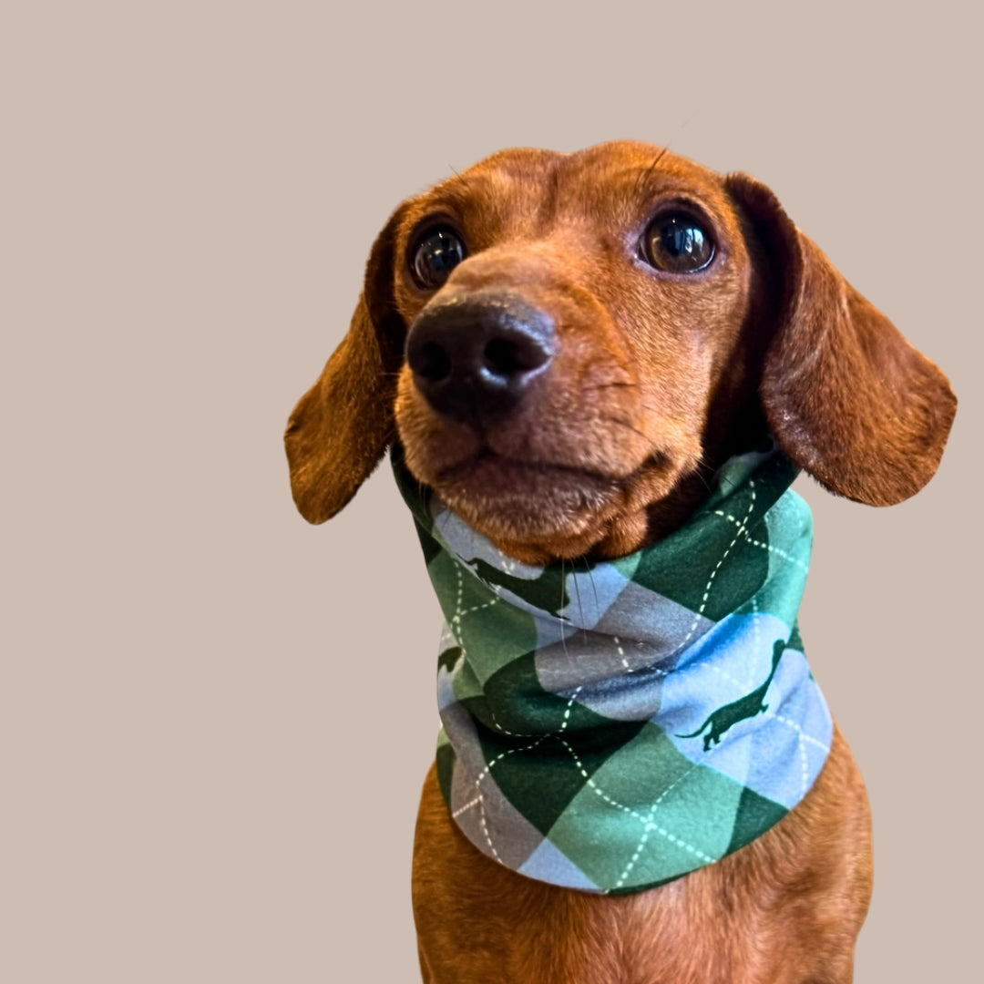Blue Highland Argyle Dachshund Dog Snood