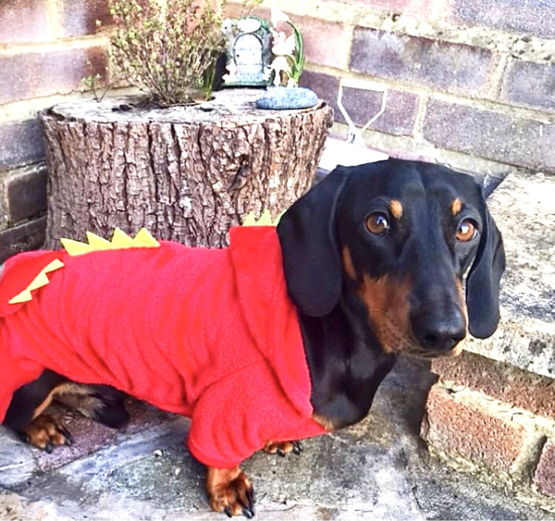 Sausage Dog Box, Dachshund Dachshund Dragon Outfit - Red