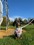 Load image into Gallery viewer, A Dach Of Sweetness Anti-Rub Dachshund Harness - Sausage Dog Box
