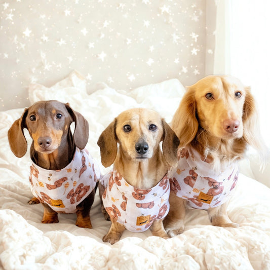 Three mini dachshunds wearing Honey Bear dachshund pyjamas.