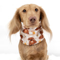 Load image into Gallery viewer, Cream dachshund wearing the Honey Bear fleece snood neck warmer.
