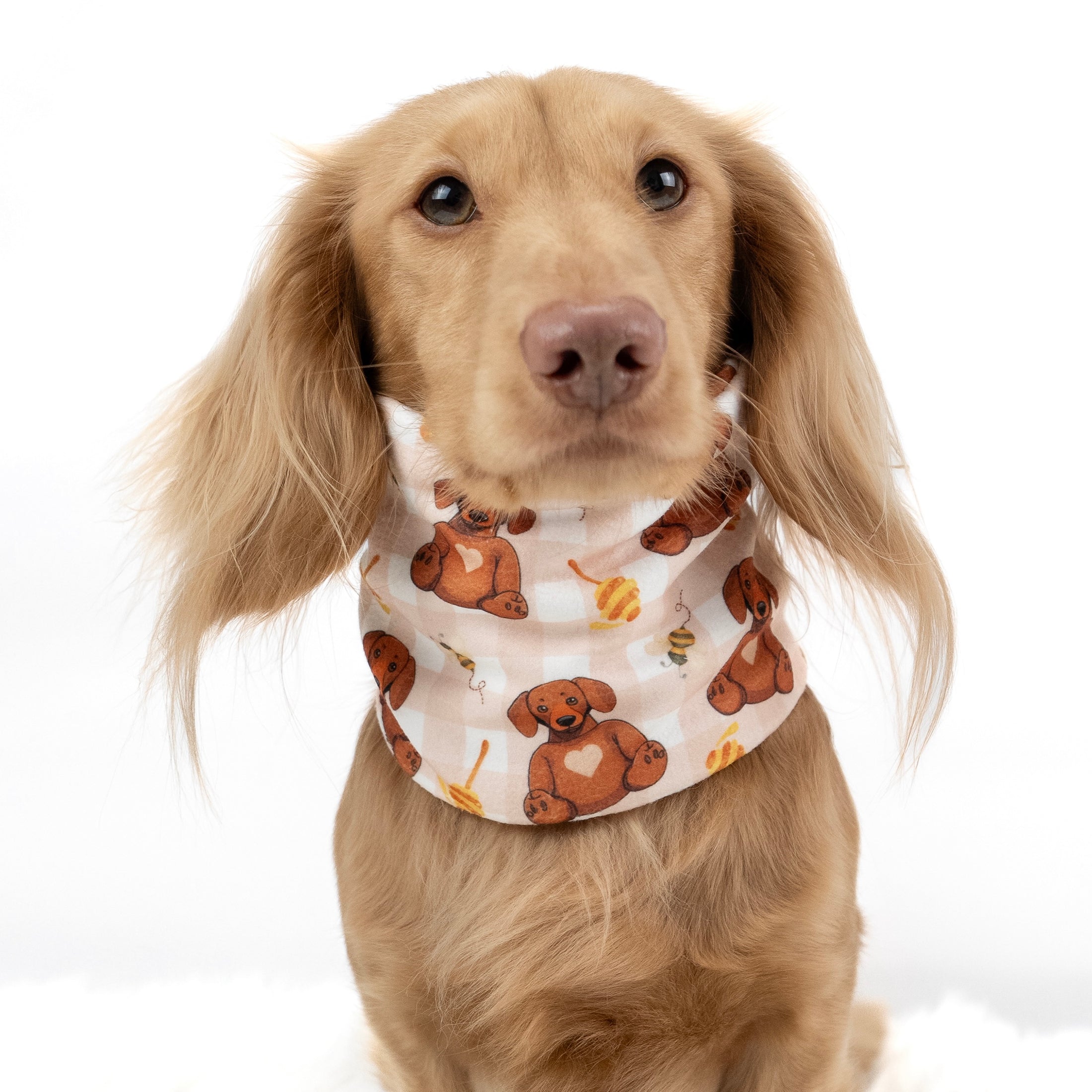 Cream dachshund wearing the Honey Bear fleece snood neck warmer.