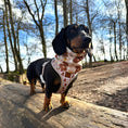 Load image into Gallery viewer, Black and tan dachshund wearing the Honey Bear snood on a winter walk.
