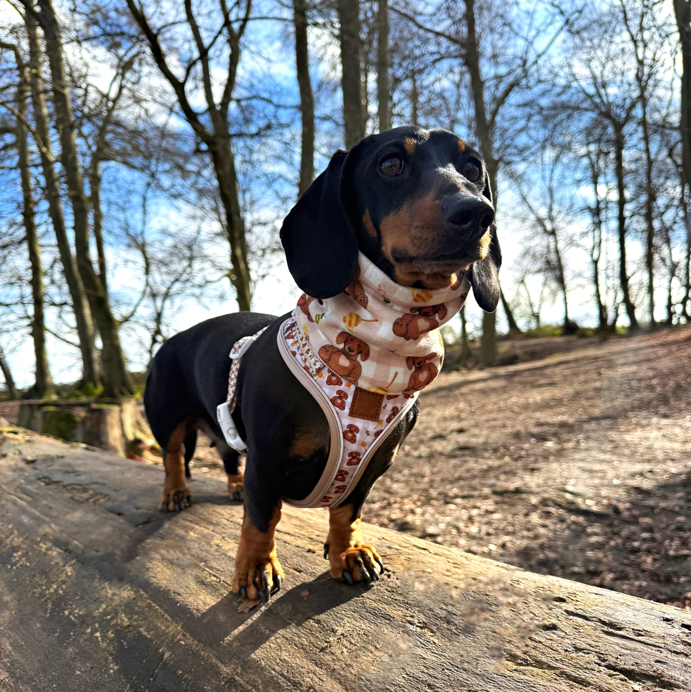 Black and tan dachshund wearing the Honey Bear snood on a winter walk.