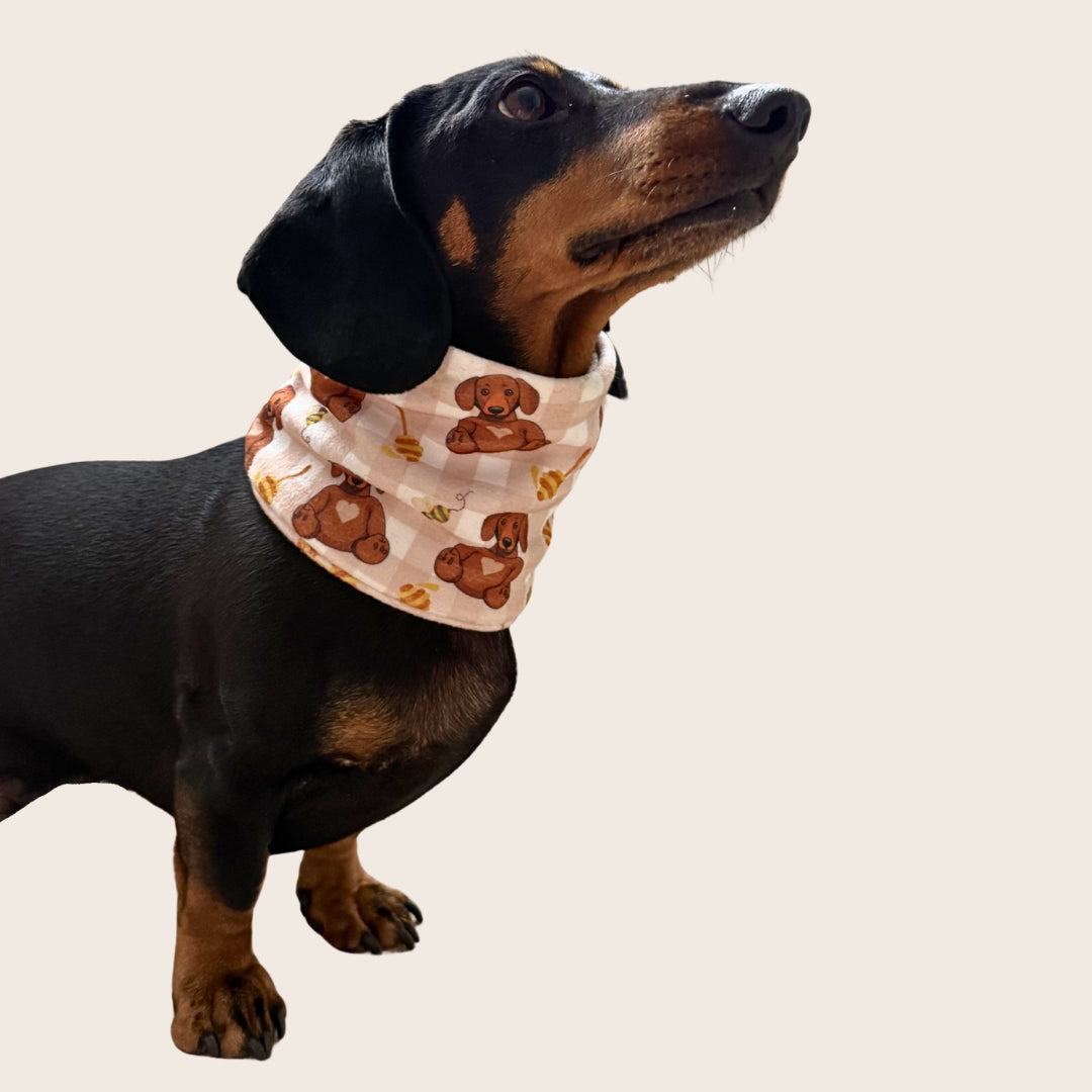Black and tan dachshund wearing the Honey Bear dachshund snood.