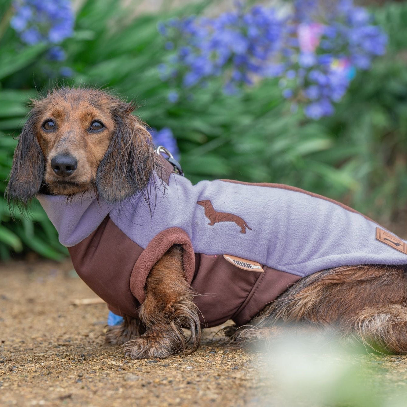 Dachshund wearing a lavender lilac DoxieDri fleece showing coverage along the Dachshund’s long back