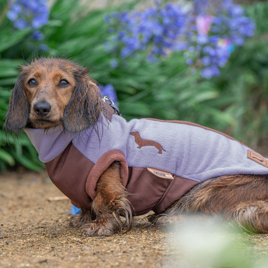 Dachshund wearing a lavender lilac DoxieDri fleece showing coverage along the Dachshund’s long back