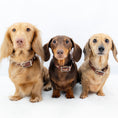 Load image into Gallery viewer, Three dachshunds wearing matching DoxieFlex waterproof Biothane collars.
