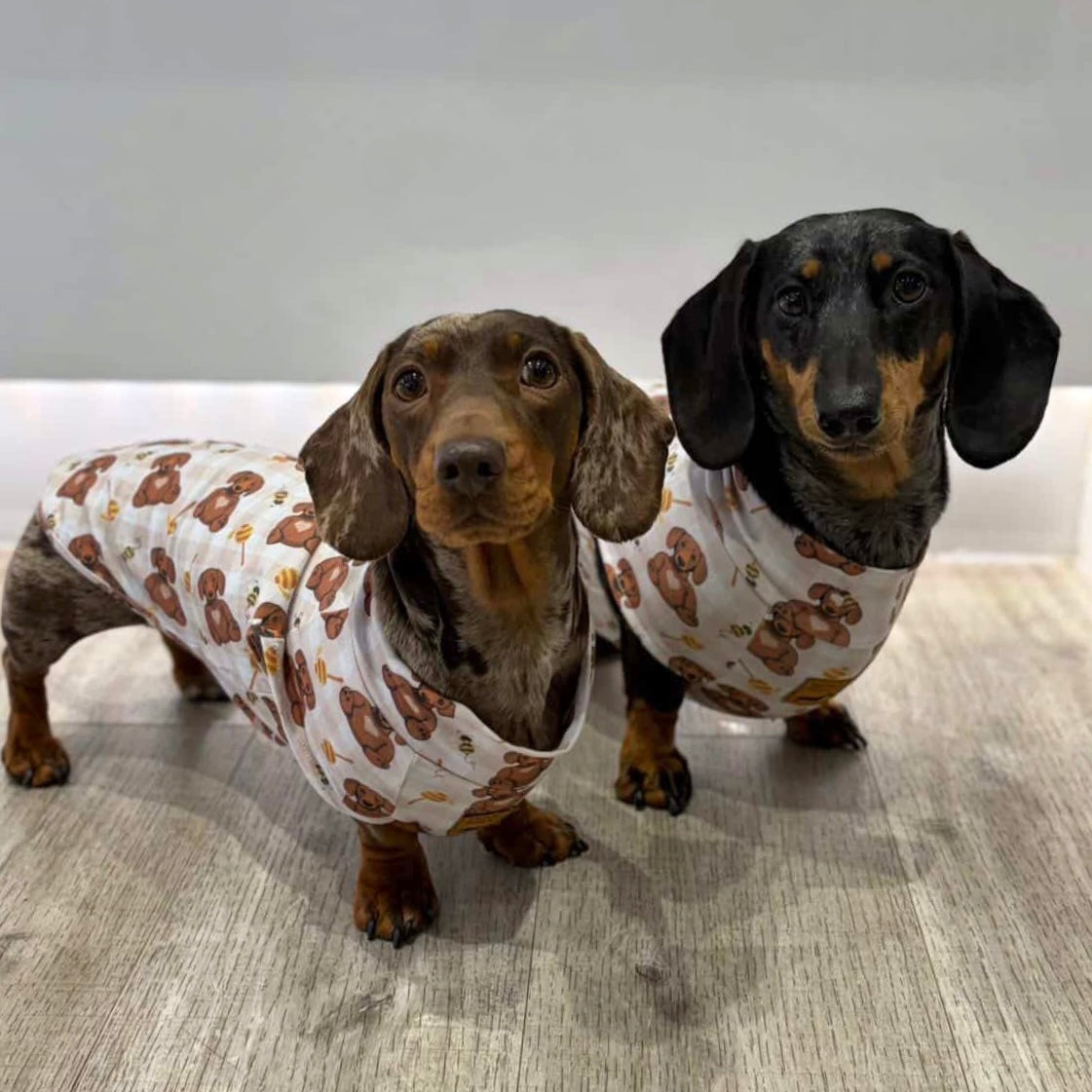 Two dachshunds wearing matching Honey Bear sausage dog pyjamas.