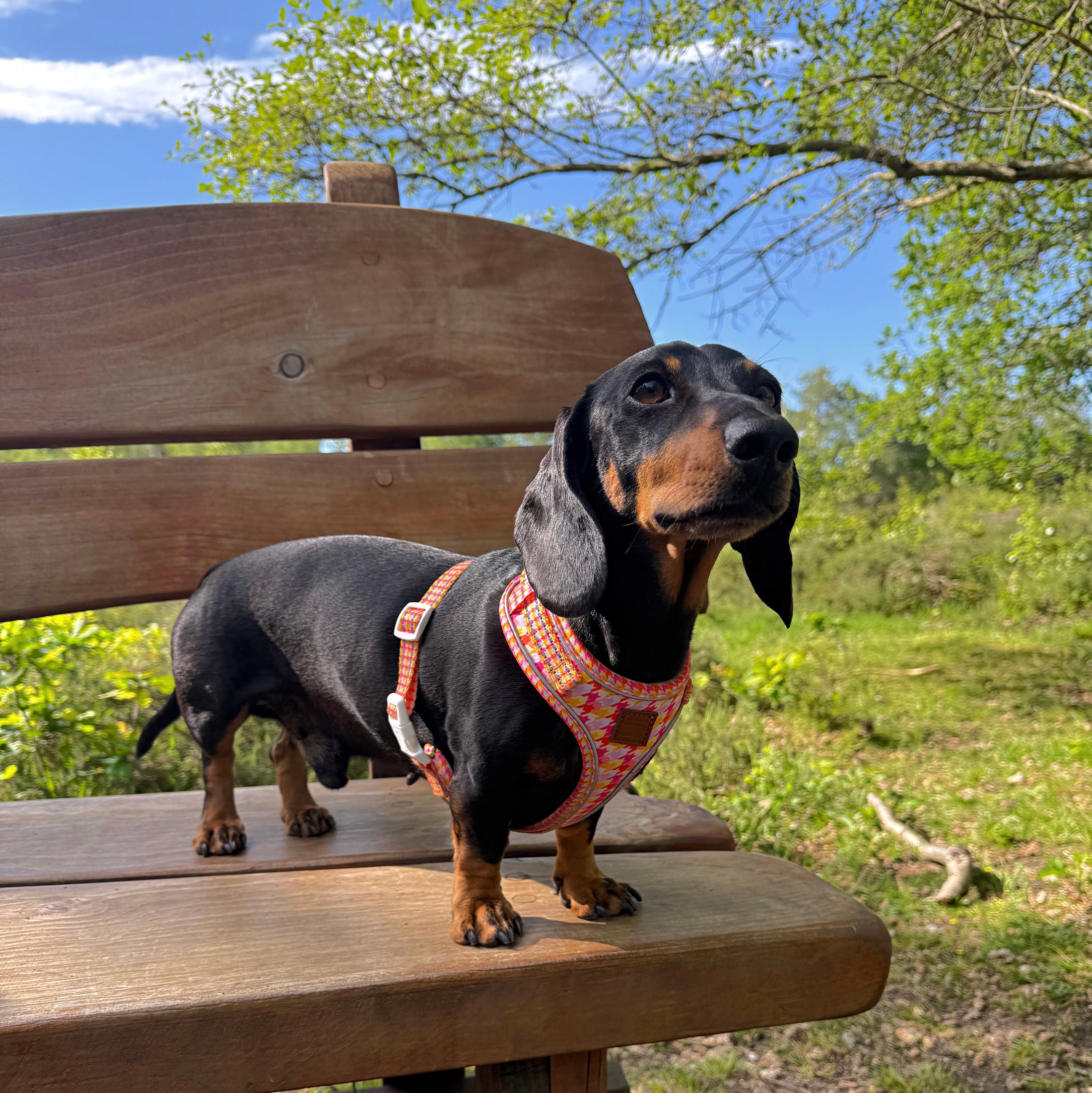 Black and tan miniature dachshund wearing the Tutti Fruitti DoxieLite anti-rub harness outdoors on park bench