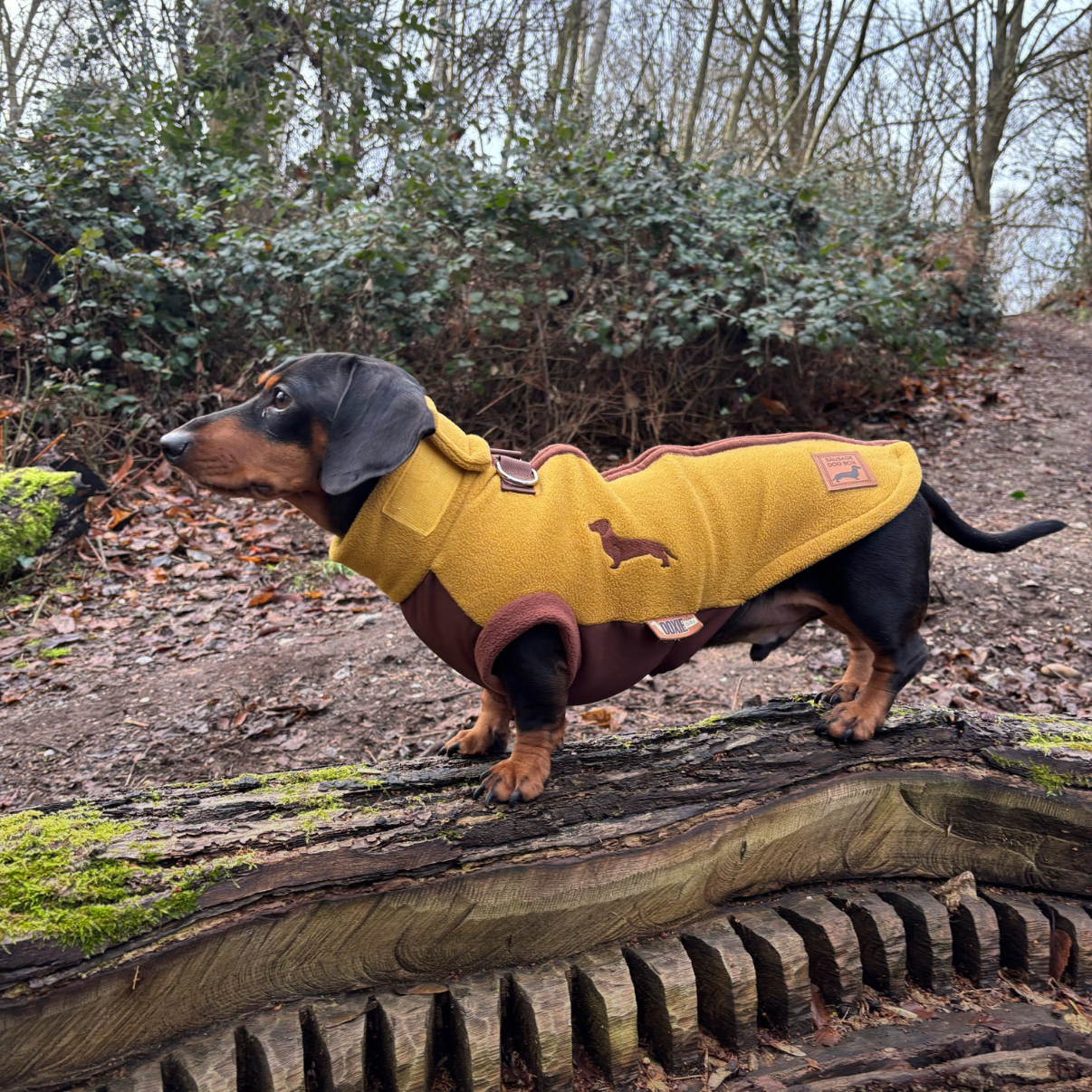 Tweenie Dachshund wearing a mustard and brown DoxieDri waterproof fleece jumper showing the fit on a broader Dachshund body shape