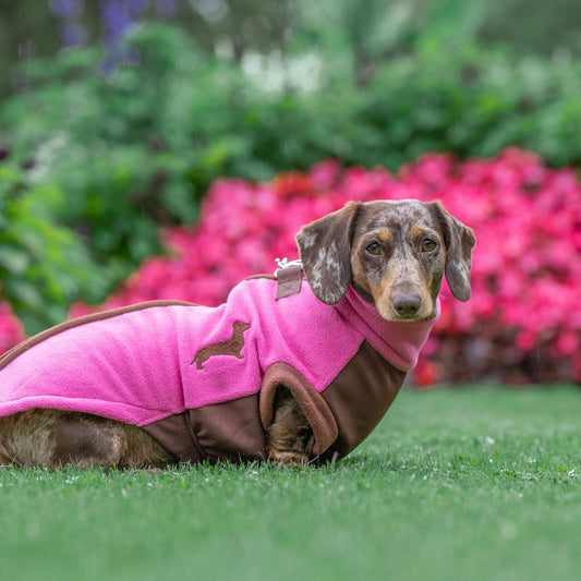 Dachshund wearing a pink DoxieDri waterproof jumper in a garden