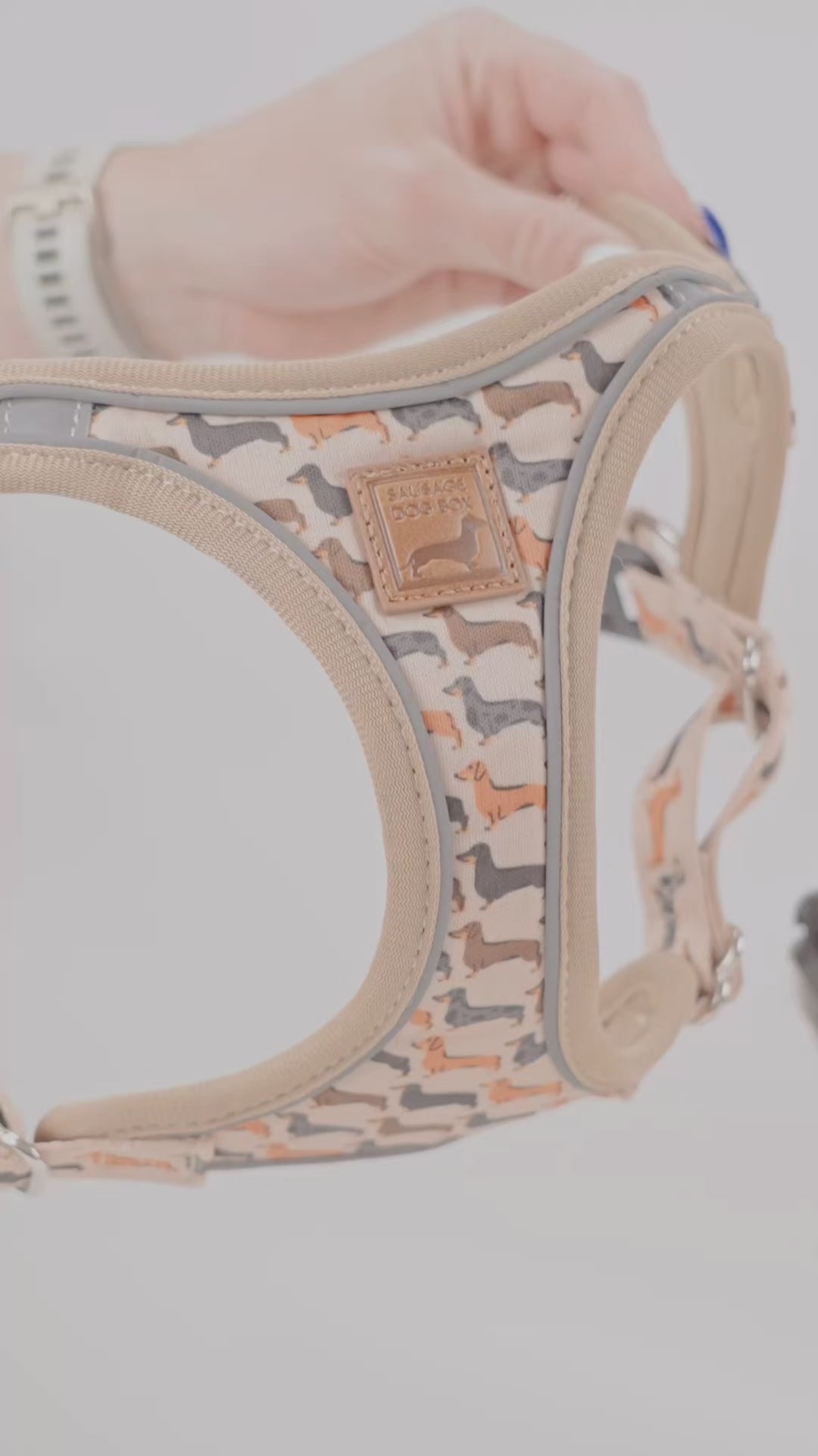 Demonstration of a step in dachshund harness with magnetic buckles being fitted, worn and removed.