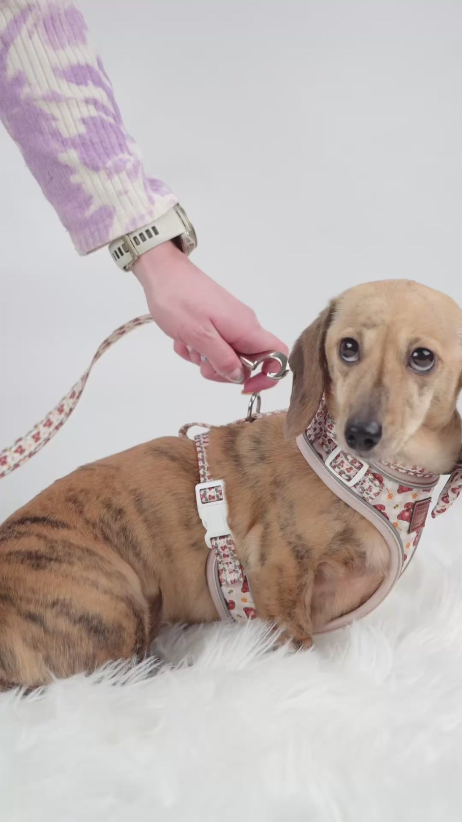 sausage dog walking in a dachshund harness on a white backdrop