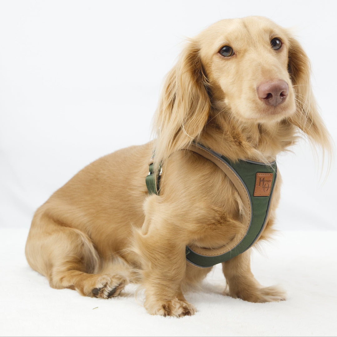 Regency Green StepMag magnetic harness for miniature and standard dachshunds