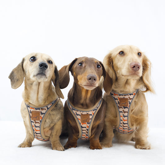 Three dachshunds wearing the Sausage Dog Box Doxie StepMag magnetic step-in harness