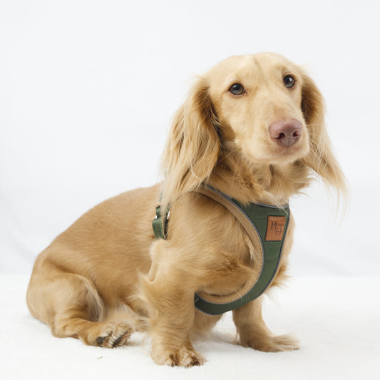 Regency Green StepMag magnetic step-in dog harness for dachshunds