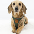 Load image into Gallery viewer, Cream dachshund wearing the step in Regency Green StepMag magnetic harness
