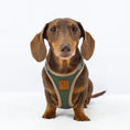 Load image into Gallery viewer, Dachshund wearing the Doxie StepMag magnetic harness in Regency Green
